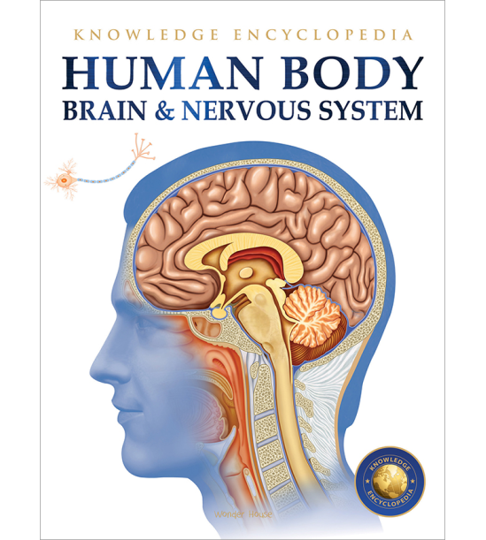 Human Body - Brain And Nervous System: Knowledge Encyclopedia For Children
